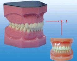 兩倍大全口牙齒模型