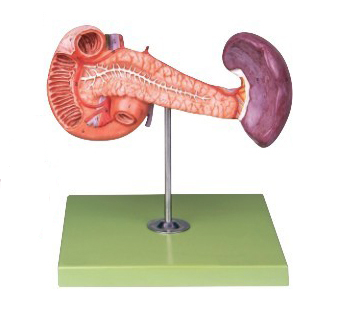胰、十二指腸和脾模型