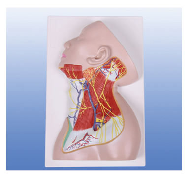 頸部淺層結構解剖模型